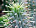 Weight loss. Hoodia kräuterpillehilfen kampfkorpulenz.